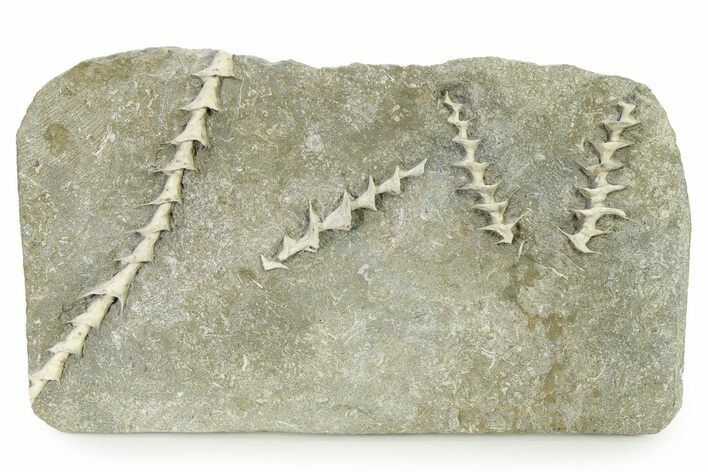 Four Archimedes Screw Bryozoan Fossils - Illinois #325660